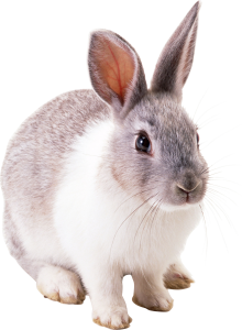 Rabbit PNG image-3781